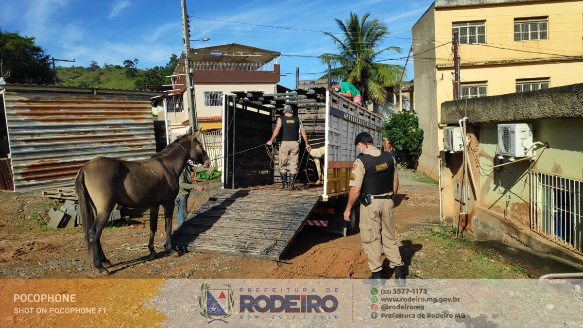 Prefeitura de Rodeiro em parceria com a Polícia Militar e Polícia Rodoviária Estadual realiza apreensão de animais soltos na rodovia 